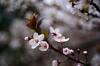 《威利船长》上架PC平台 迪士尼《汽船威利》衍生恐怖冒险游戏